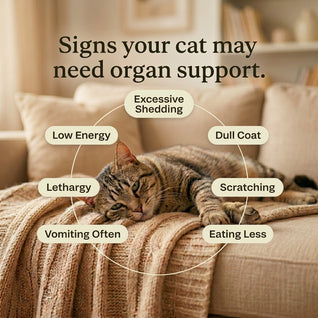 Beef Organ Blend for Cats for a shinier coat, more energy & healthy heart