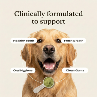 Dental Powder for Dogs for fresh breath, clean teeth & less tartar
